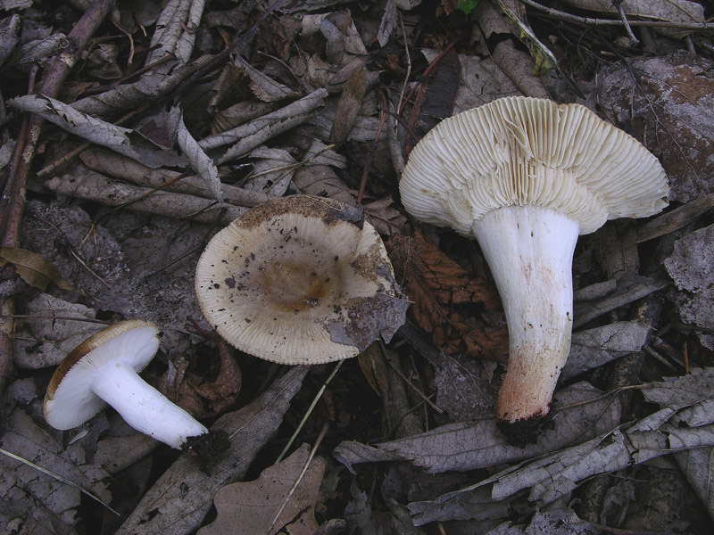 Russula insignis e Russula praetervisa a confronto.